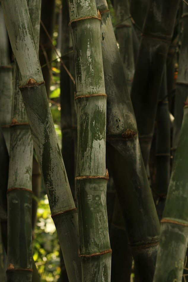 From Plants to Design: The Journey of PLA Filament