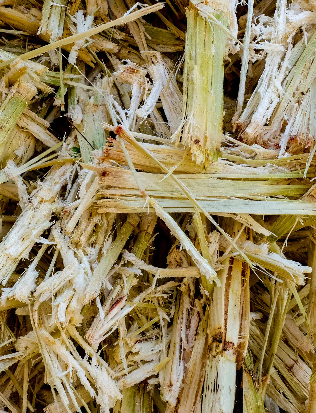 Processed sugarcane fibers, a renewable plant-based material used in the production of PLA for 3D printed design.