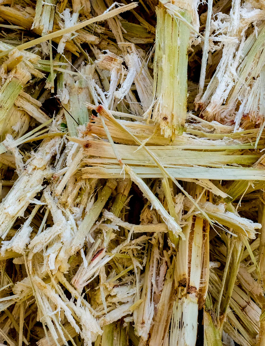 Processed sugarcane fibers, a renewable plant-based material used in the production of PLA for 3D printed design.